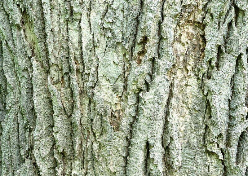 Tree Bark Texture — Green, Natural, Photograph, Cracks