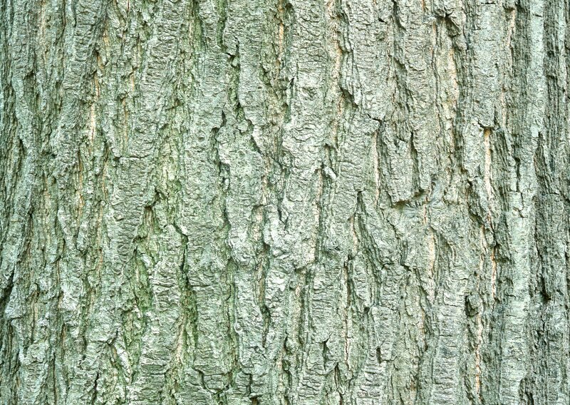 Tree Bark Texture — Green, Natural, Photograph, Gray