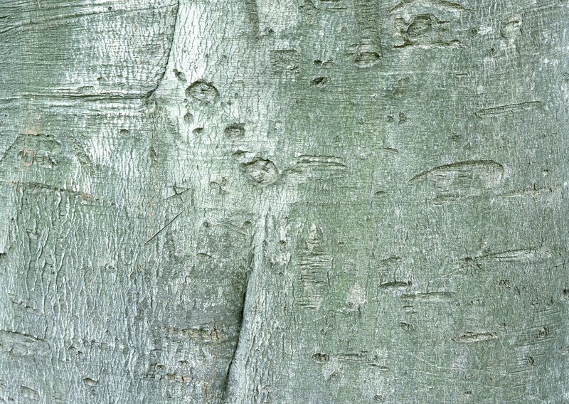Tree Bark Texture — Green, Natural, Photograph, Knots
