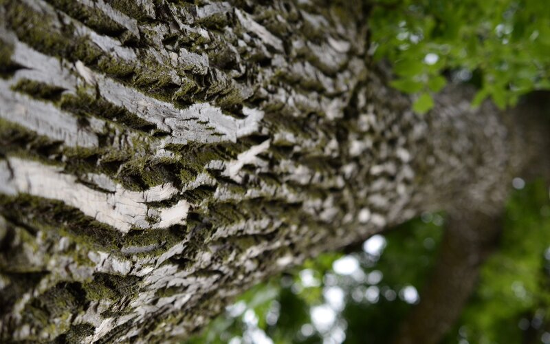 Tree Bark Texture — Green, Natural