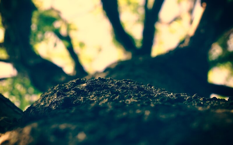 Tree Bark Texture — Green, Serene
