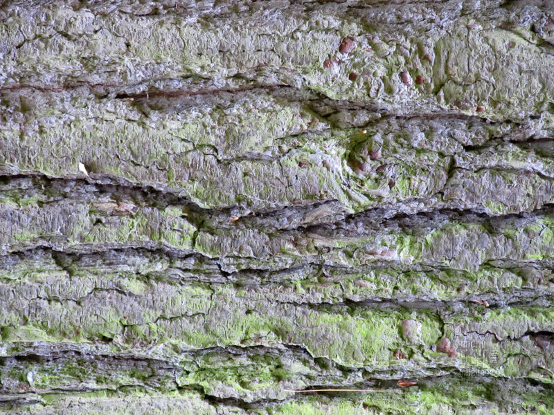 Tree Bark Texture — Green