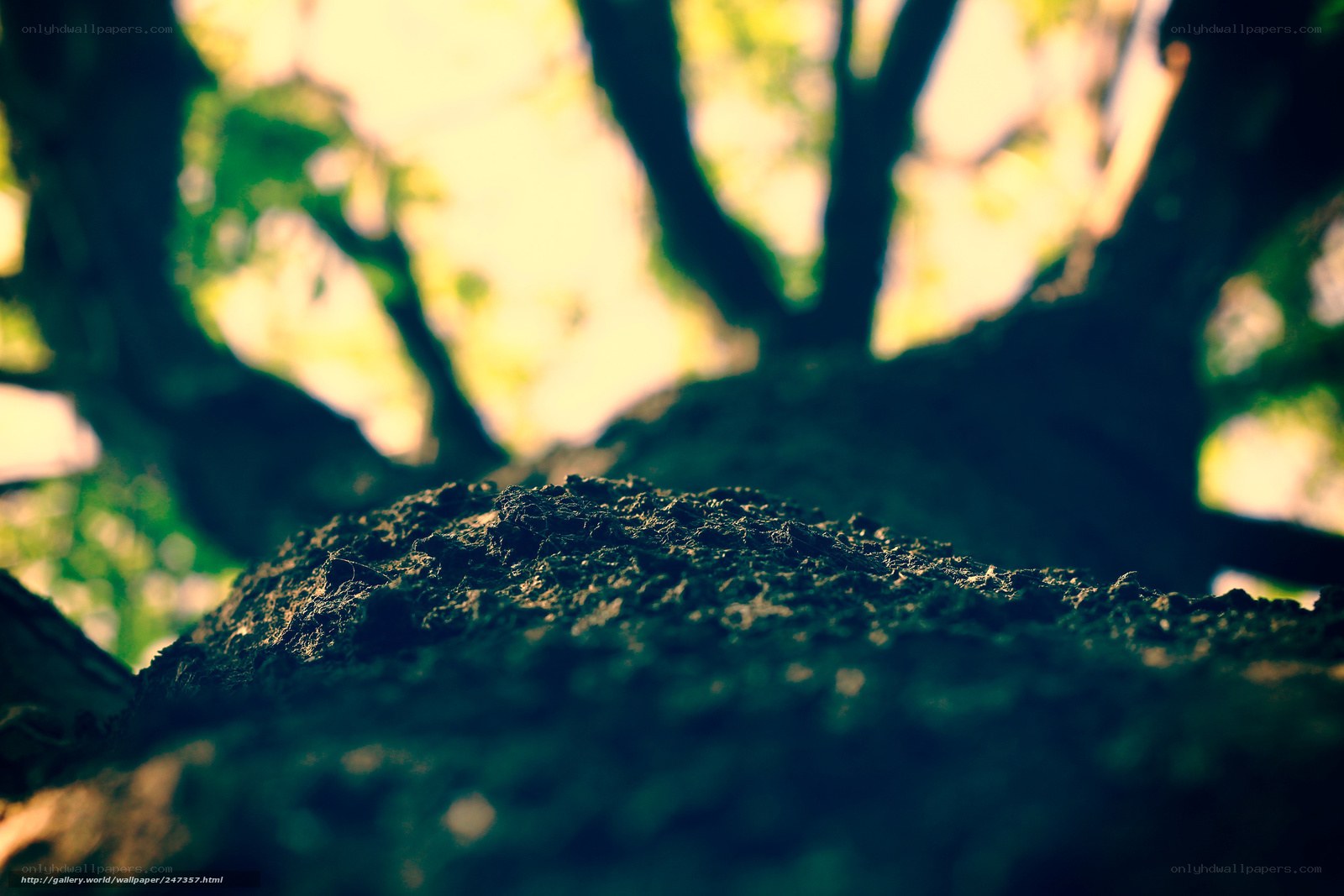 tree bark texture in sunlight