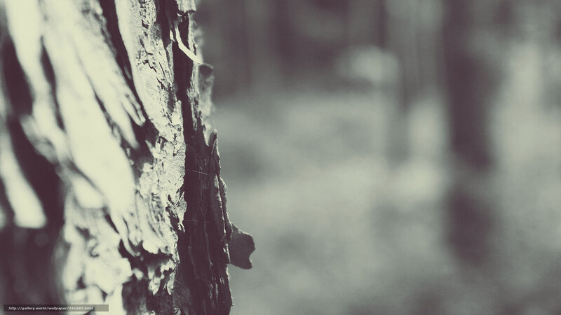 tree bark texture