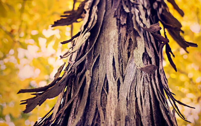 Tree Bark Texture — Yellow