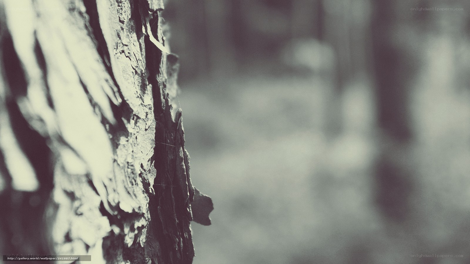 tree bark texture