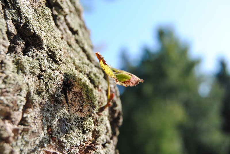tree bark with a single leaf