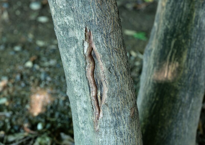 tree bark with a split