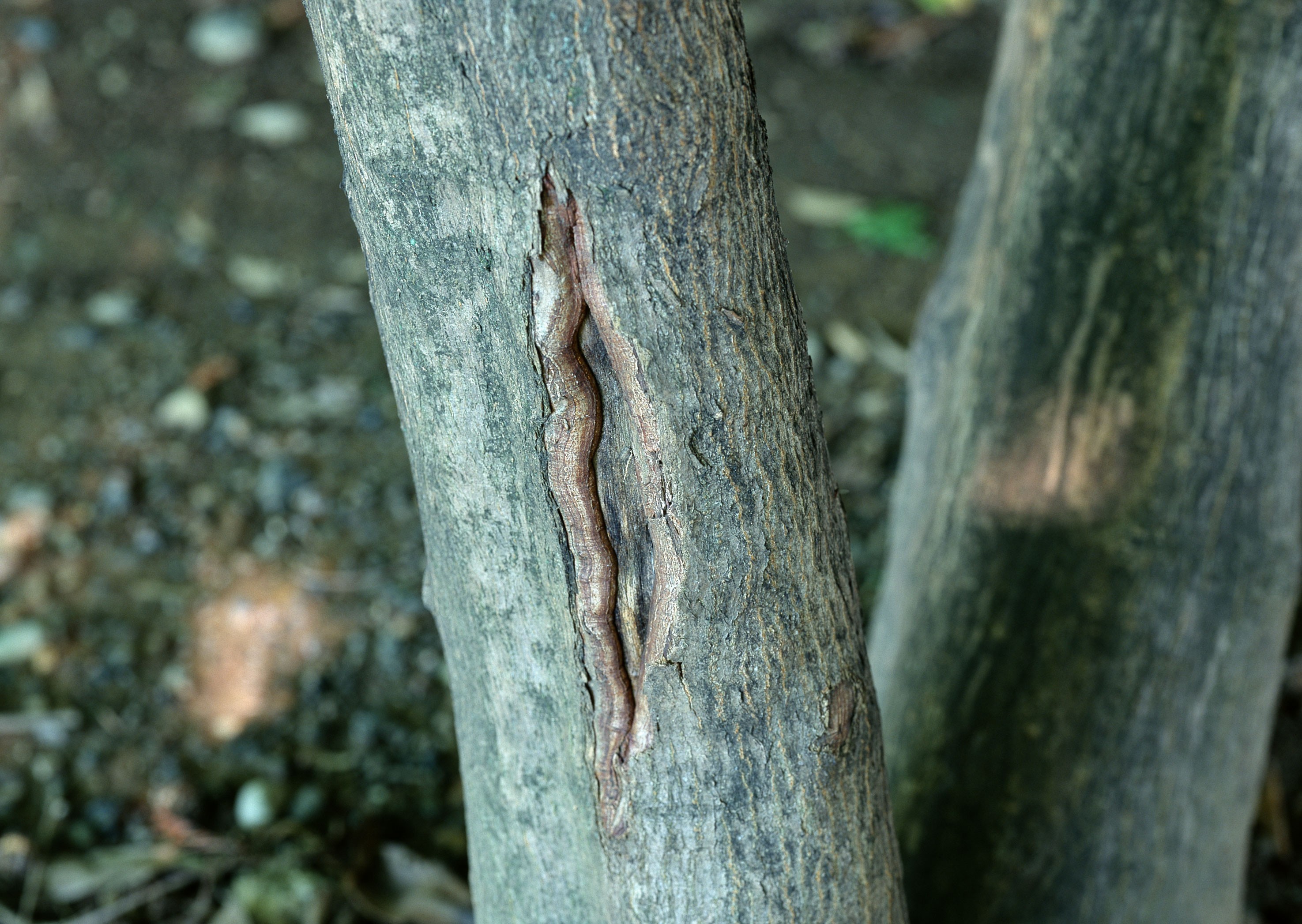 tree bark with a split