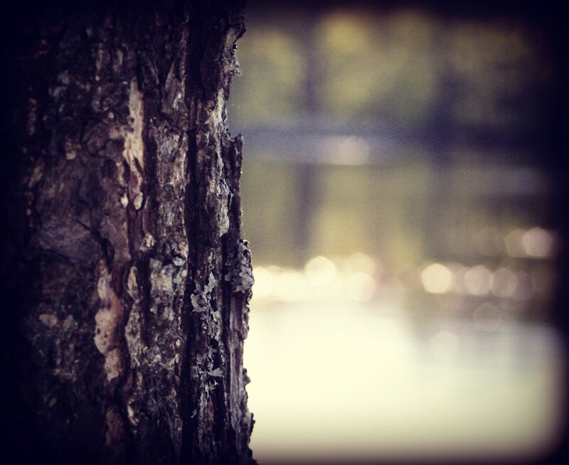 tree bark with bokeh background