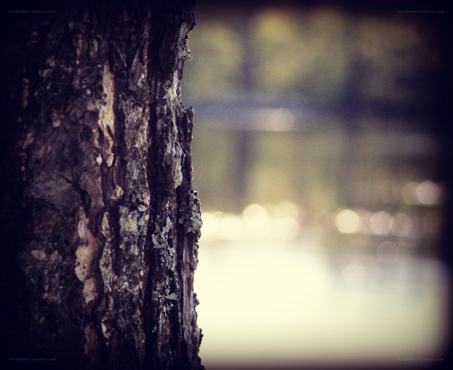 tree bark with bokeh background