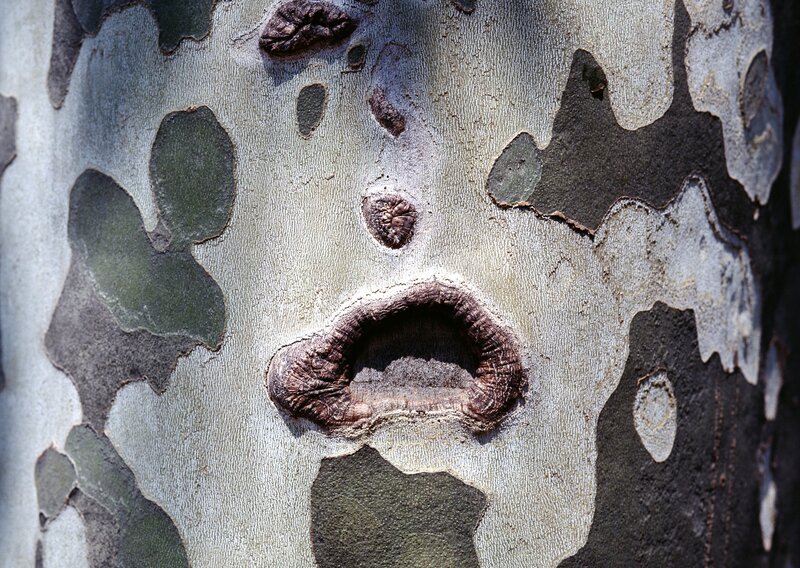 tree bark with face-like pattern