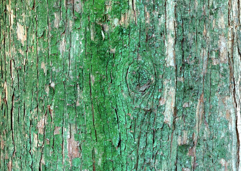 tree bark with green moss