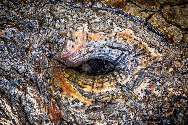 Tree Bark with Knot
