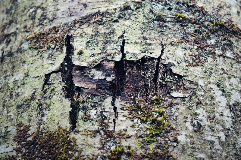 tree bark with lichen and moss
