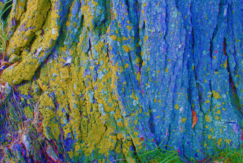 Tree Bark with Lichen — Blue