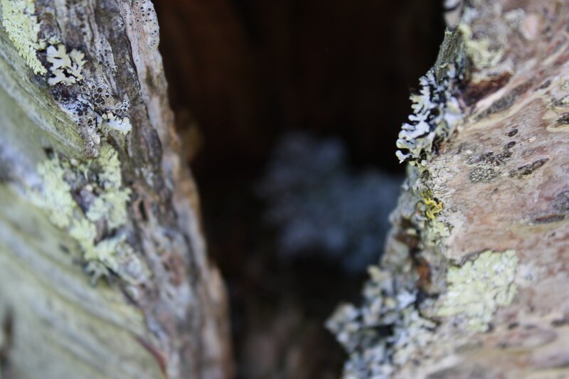 Tree Bark with Lichen — Brown