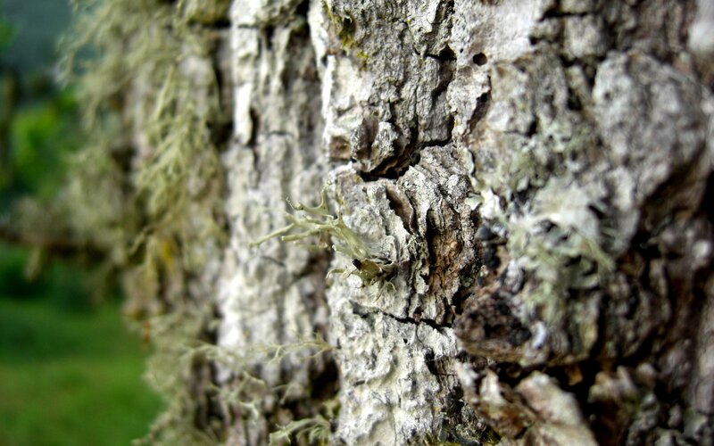 Tree Bark with Lichen — Gray