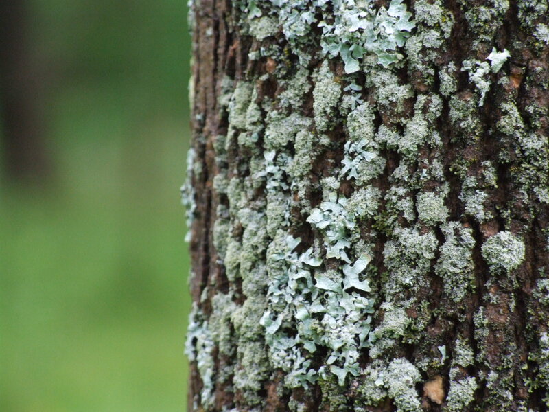 Tree Bark with Lichen — Green