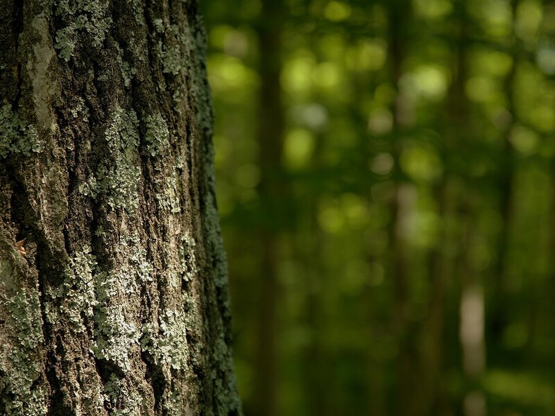 Tree bark with lichen in forest