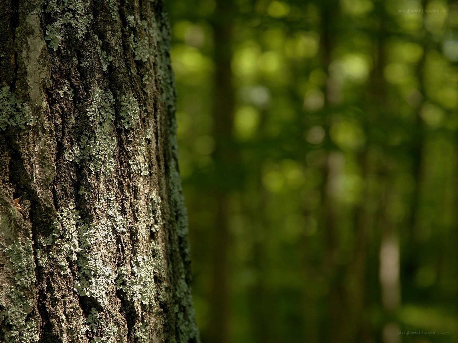 Tree bark with lichen in forest