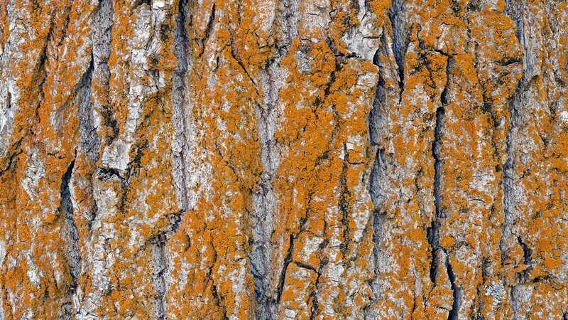 Tree Bark with Lichen — Orange