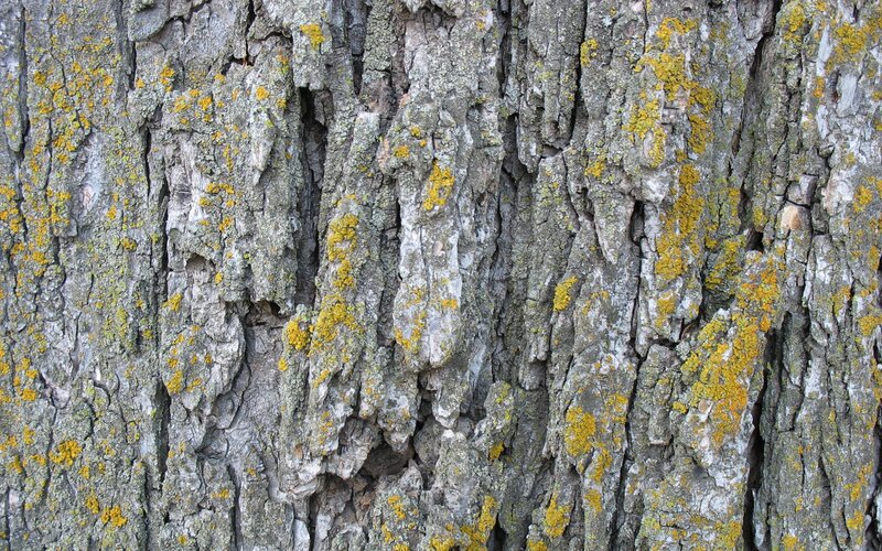 tree bark with lichen