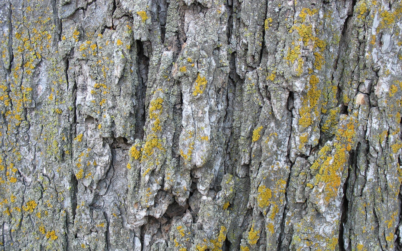 tree bark with lichen