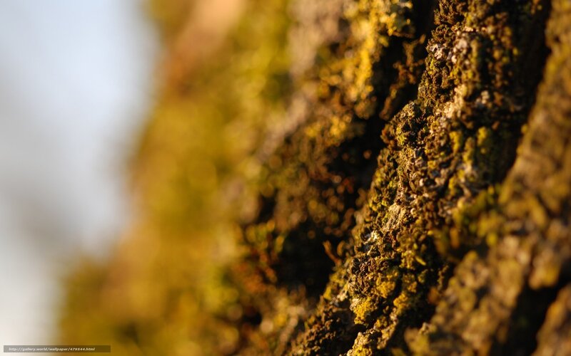 Tree Bark with Moss — Brown