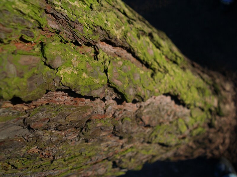 Tree Bark with Moss — Green, Natural, Photograph, Brown
