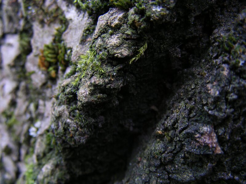 Tree Bark with Moss — Green, Natural, Photograph, Crack