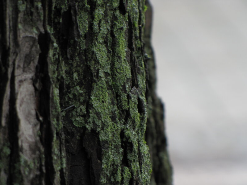Tree Bark with Moss — Green