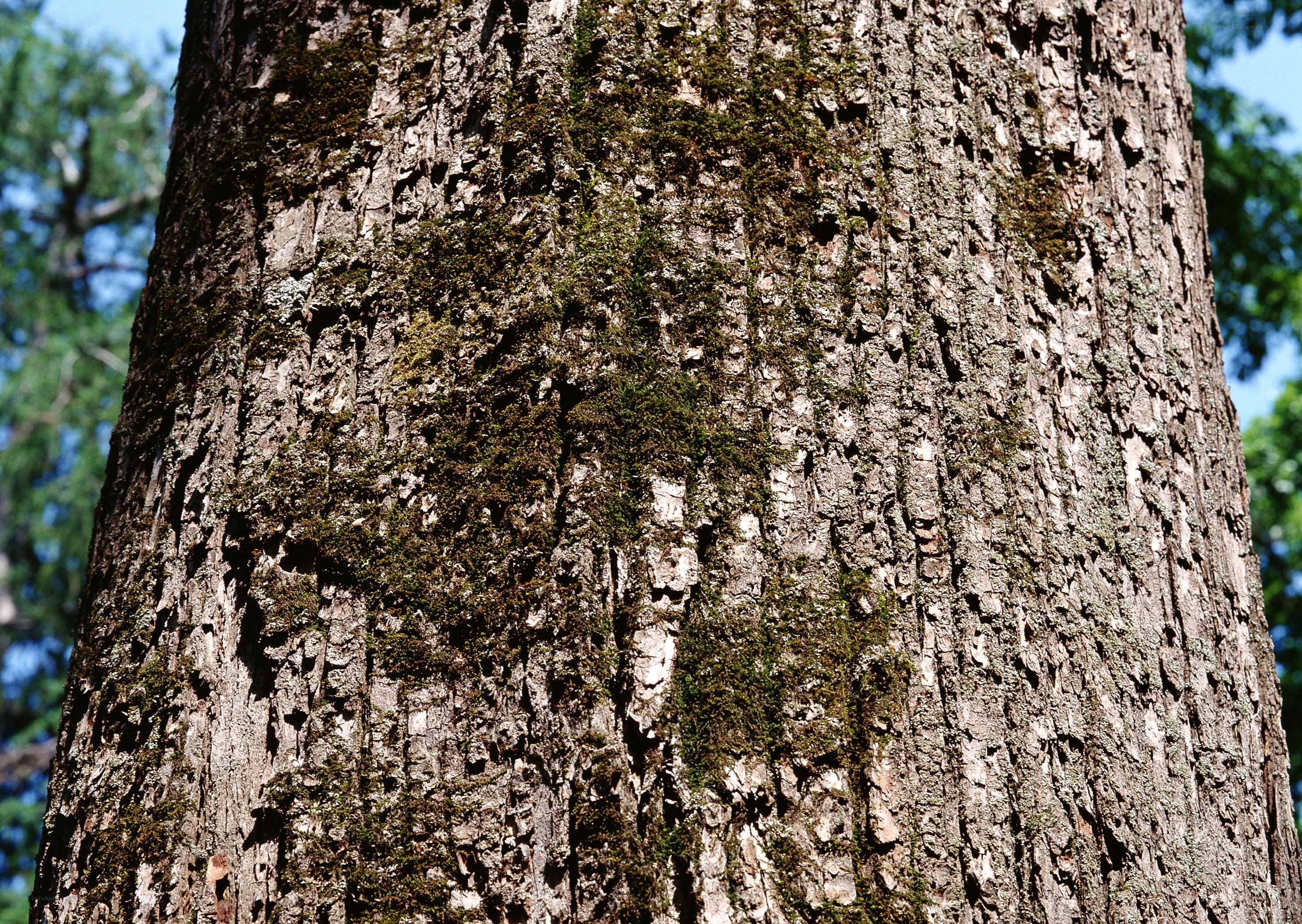 tree bark with moss