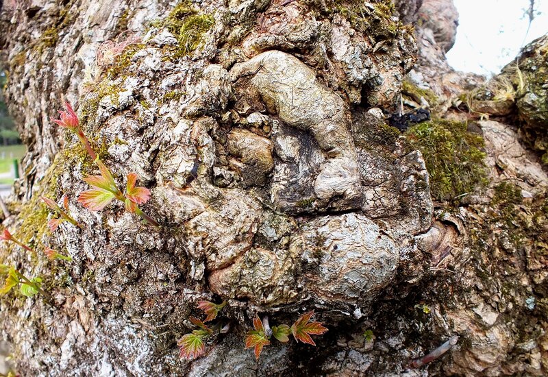 Tree Bark with New Growth