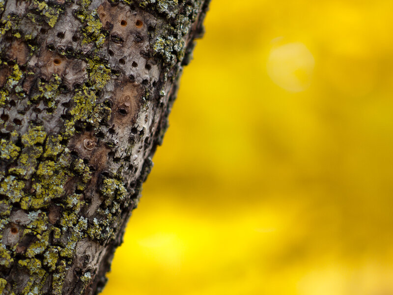tree bark with yellow background