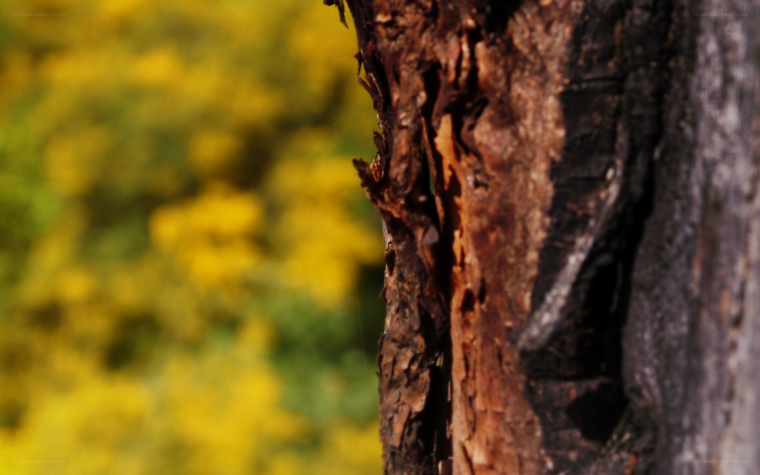tree bark with yellow background