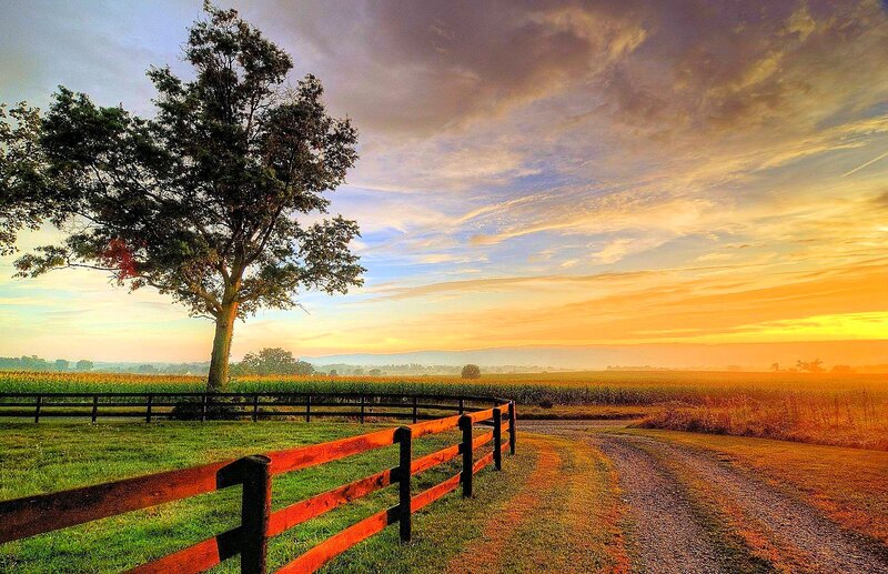 Tree Beside a Fence