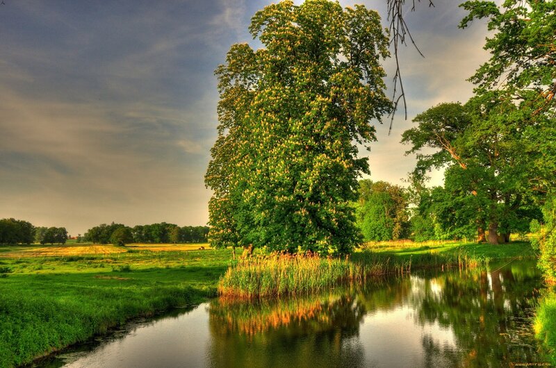 Tree Beside a River