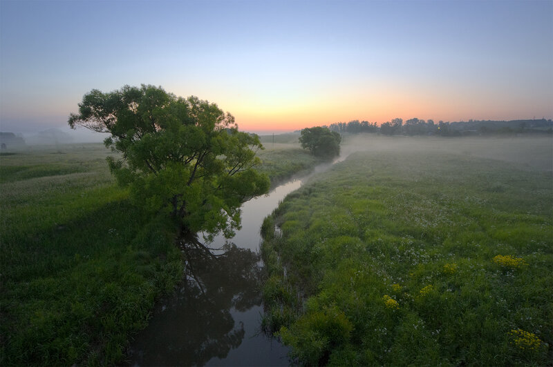 Tree Beside a Stream