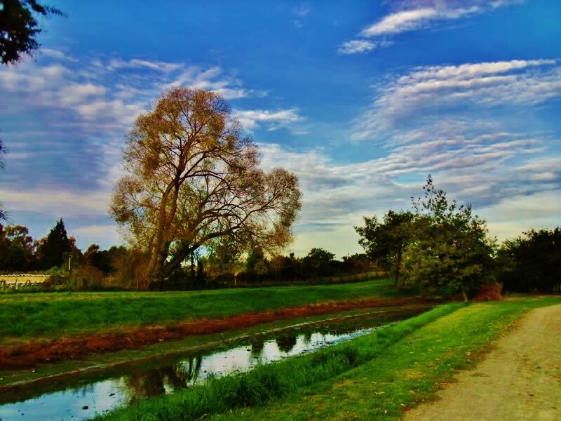 Tree Beside Canal