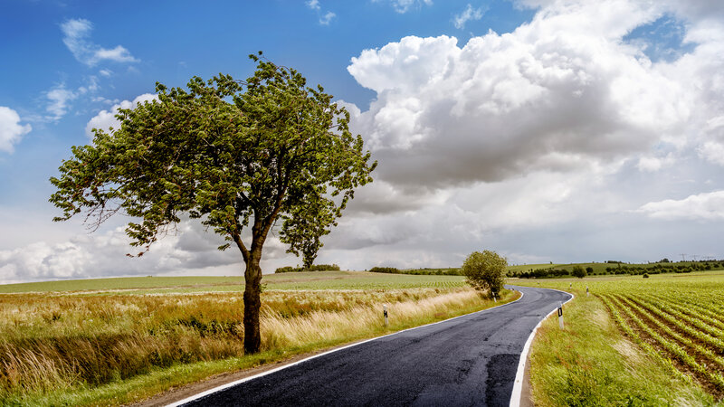 Tree Beside Country Road