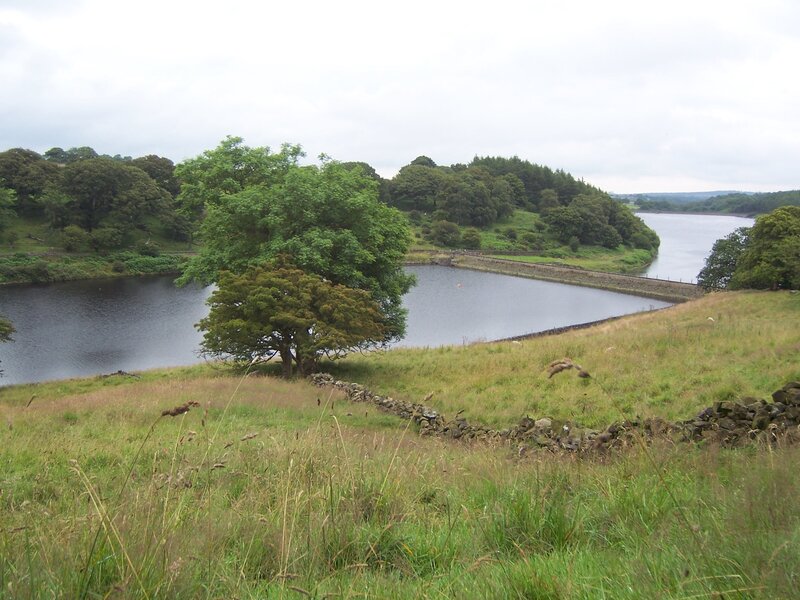 Tree Beside Lake — Green