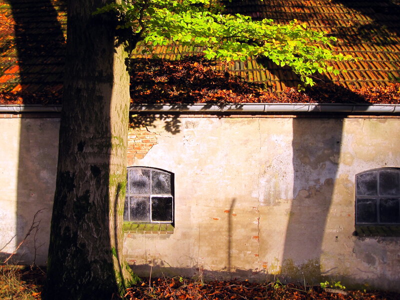 Tree Beside Old Building