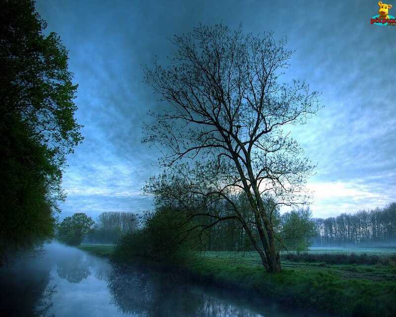 Tree Beside River — Blue, Serene, Morning