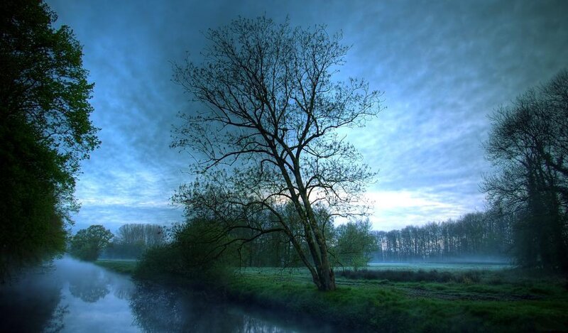 Tree Beside River