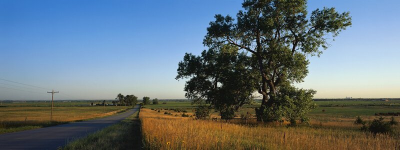 Tree Beside Rural Road