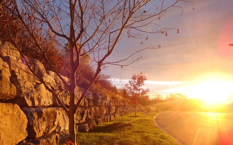 Tree Beside Stone Wall