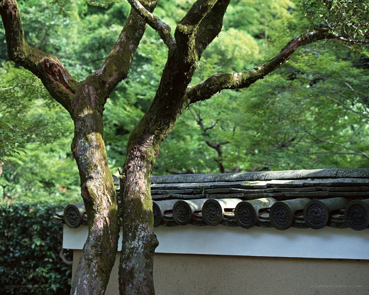 Tree beside traditional roof