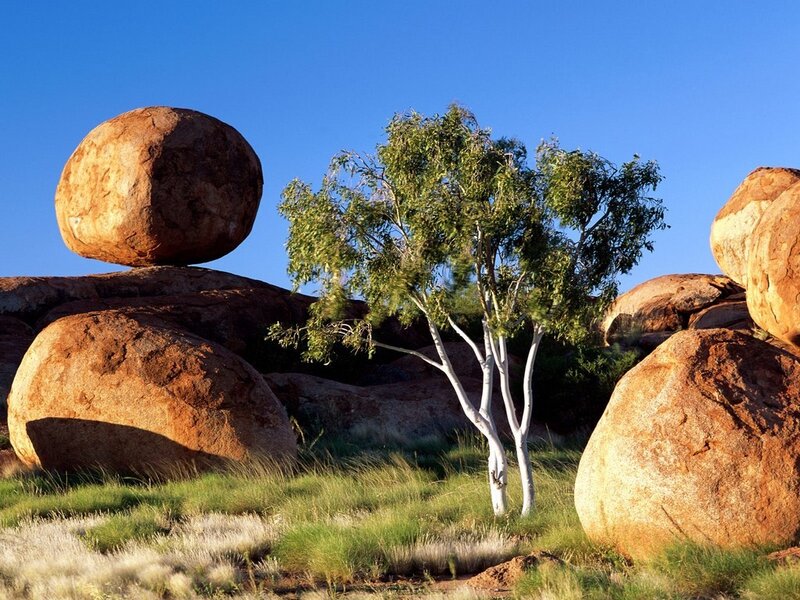 Tree Between Boulders