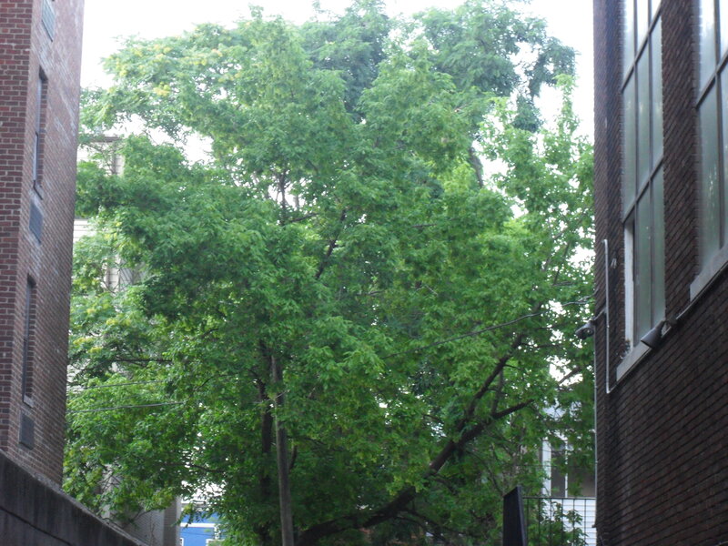 Tree Between Buildings